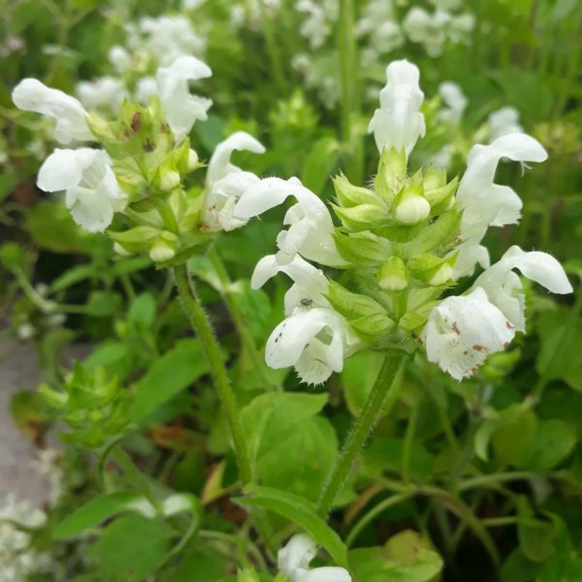 White Prunella Vulgaris Herb Seeds for Planting  Heirloom, Non-GMO, Easy to Grow, Medicinal Herb