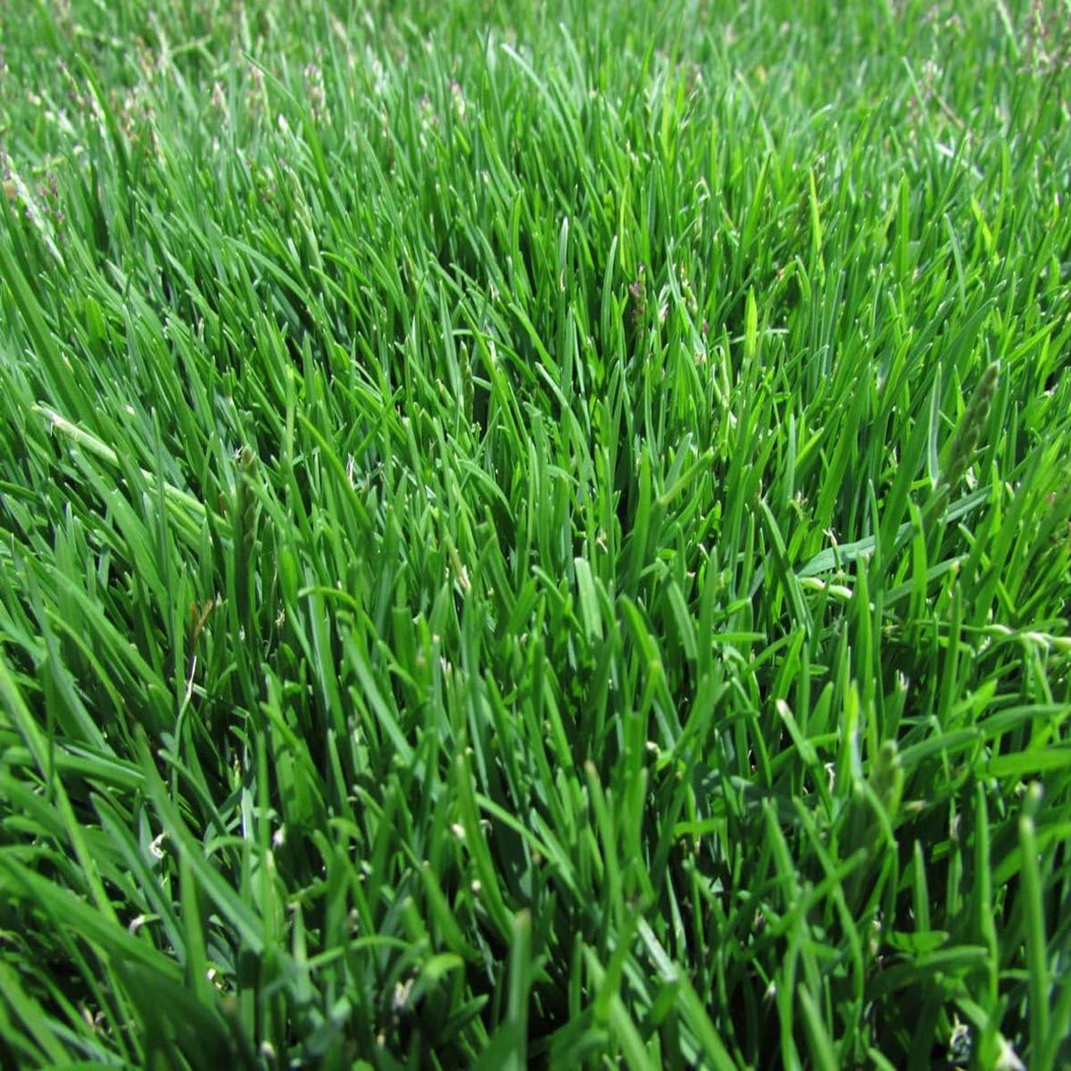 Zoysia Grass Seeds for Planting  Heirloom, Non-GMO, Drought-Tolerant, Perennial Lawn Variety