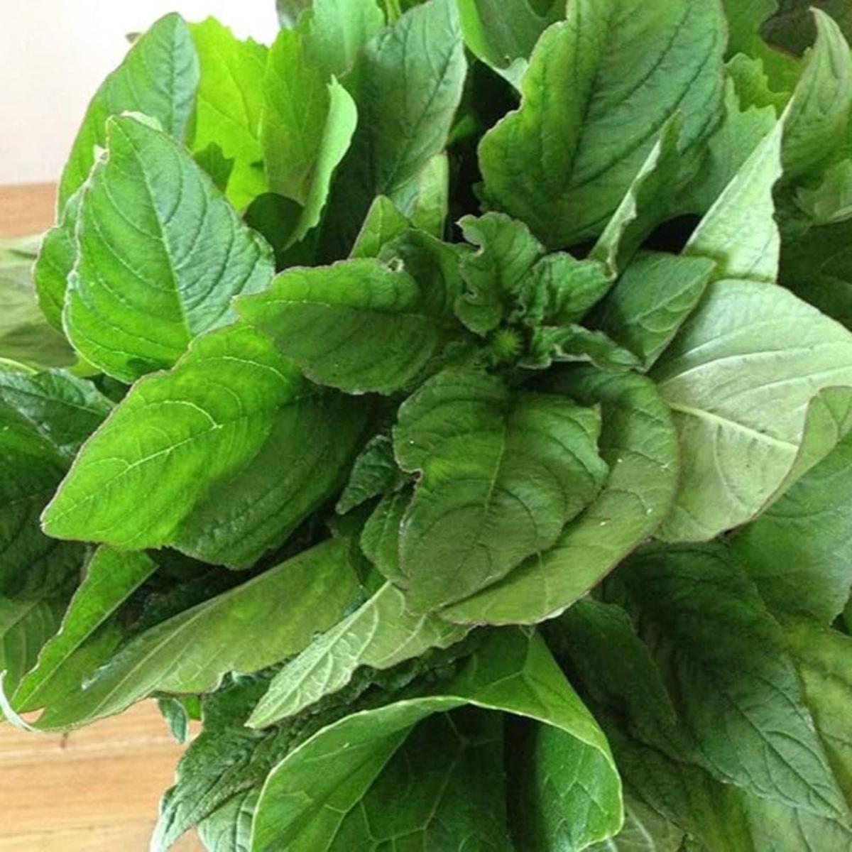 Amaranthus Green Pointed Leaf Seeds for Planting  Heirloom, Non-GMO, Nutritious, Edible Green
