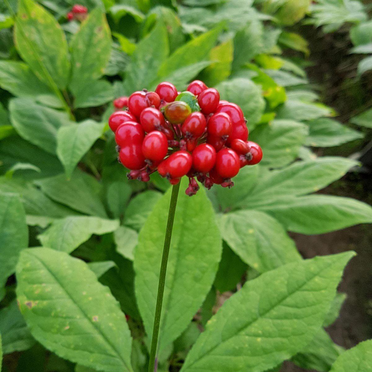 American Ginseng Herb Seeds for Planting  Heirloom, Non-GMO, Medicinal, Perennial