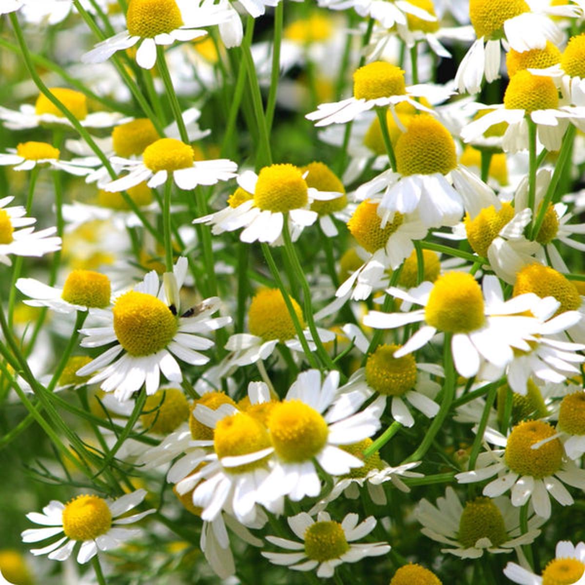 Chamomile Seeds - German (Matricaria recutita)