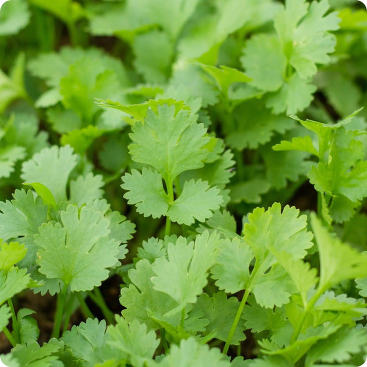 Cilantro Calypso (Coriandrum sativum) Seeds