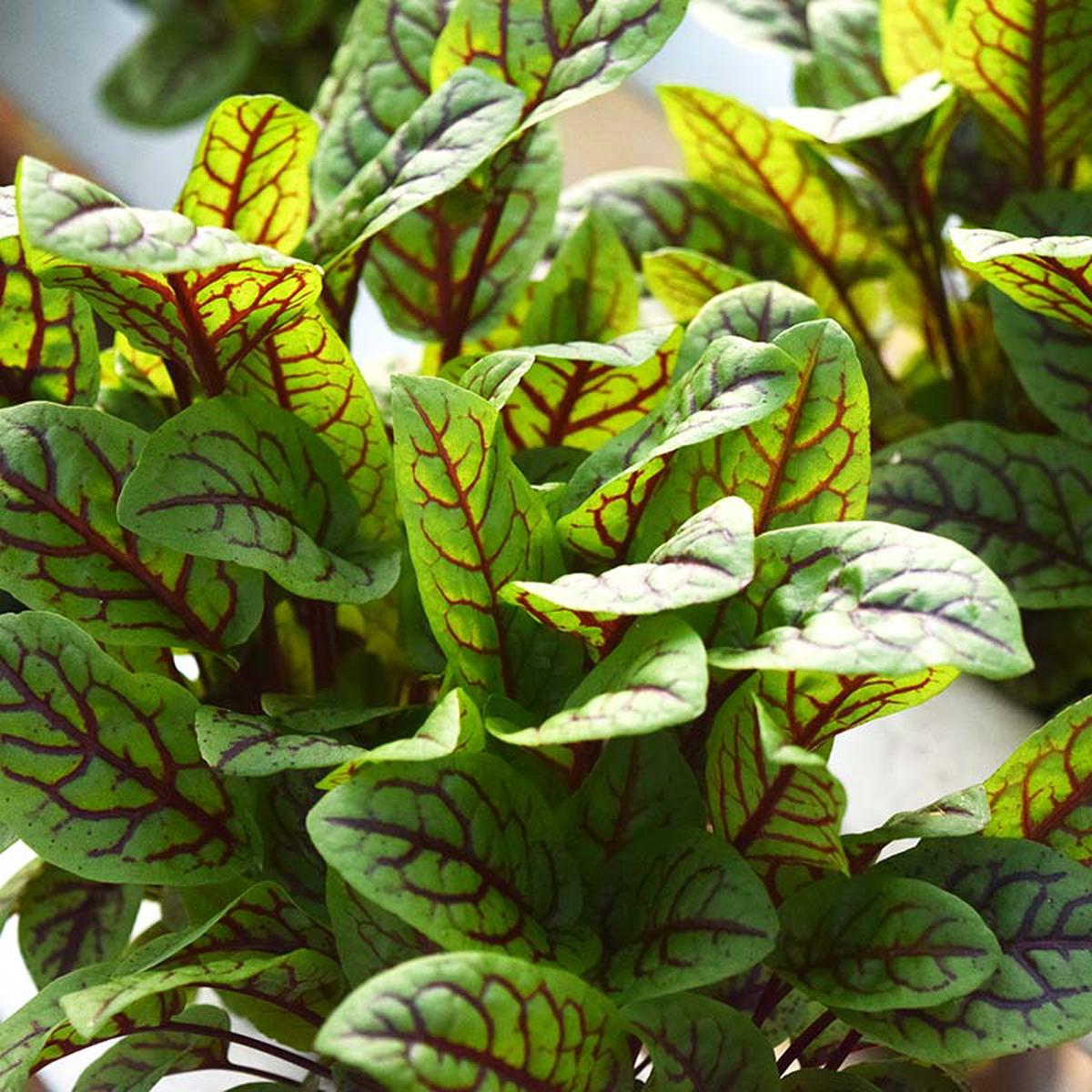 Sorrel Flower Planting Seeds - Grow Fresh Herbs at Home