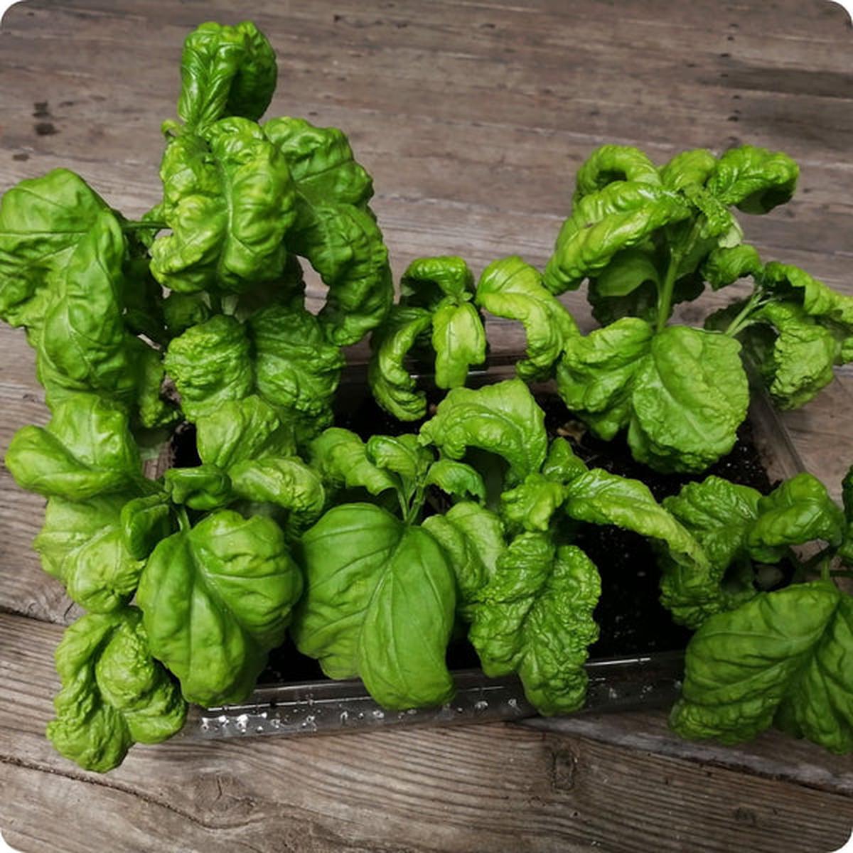 Tuscany Basil (Ocimum basilicum) Seeds