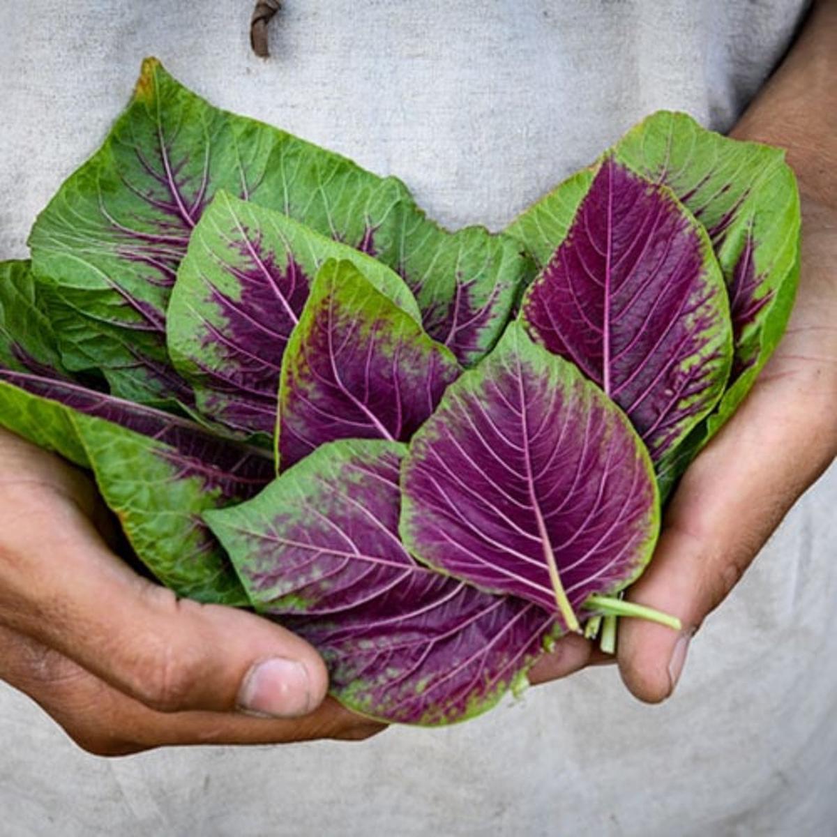 Amaranthus Dubius (Smooth Amaranth) Seeds for Planting  Heirloom, Non-GMO, Nutritious, Edible Green