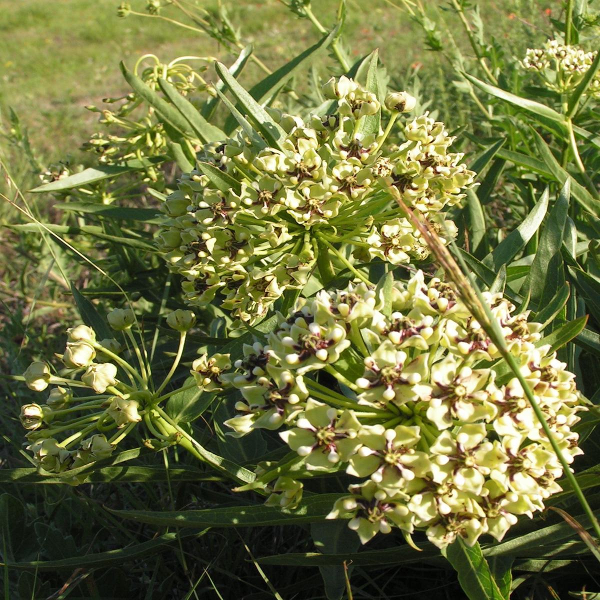 Asclepias Asperula Herb Seeds  Heirloom, Non-GMO, Pollinator-Friendly, Perennial