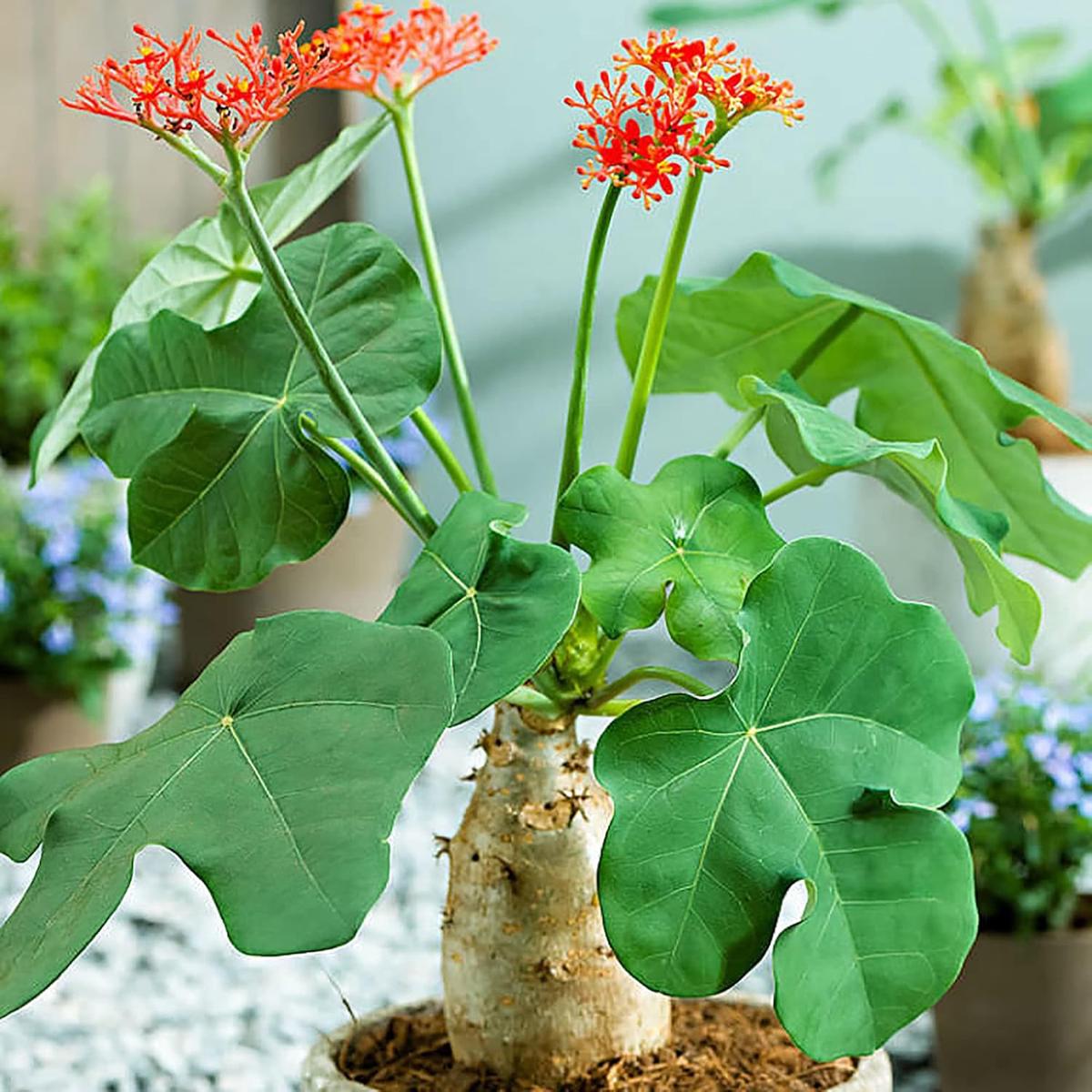 Buddha Plant Seeds for Sacred Planting