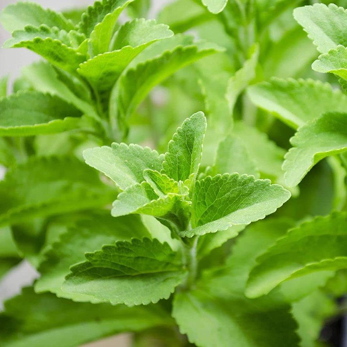 Stevia Herb Seeds  Heirloom, Non-GMO, Easy to Grow