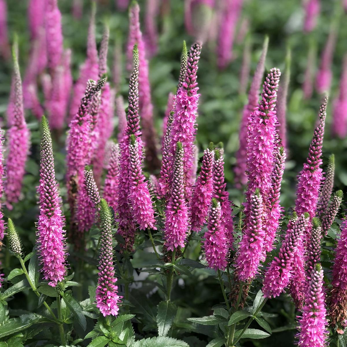 Veronica 'Pink Potion' Herb Seeds for Planting  Heirloom, Non-GMO, Pollinator-Friendly, Perennial