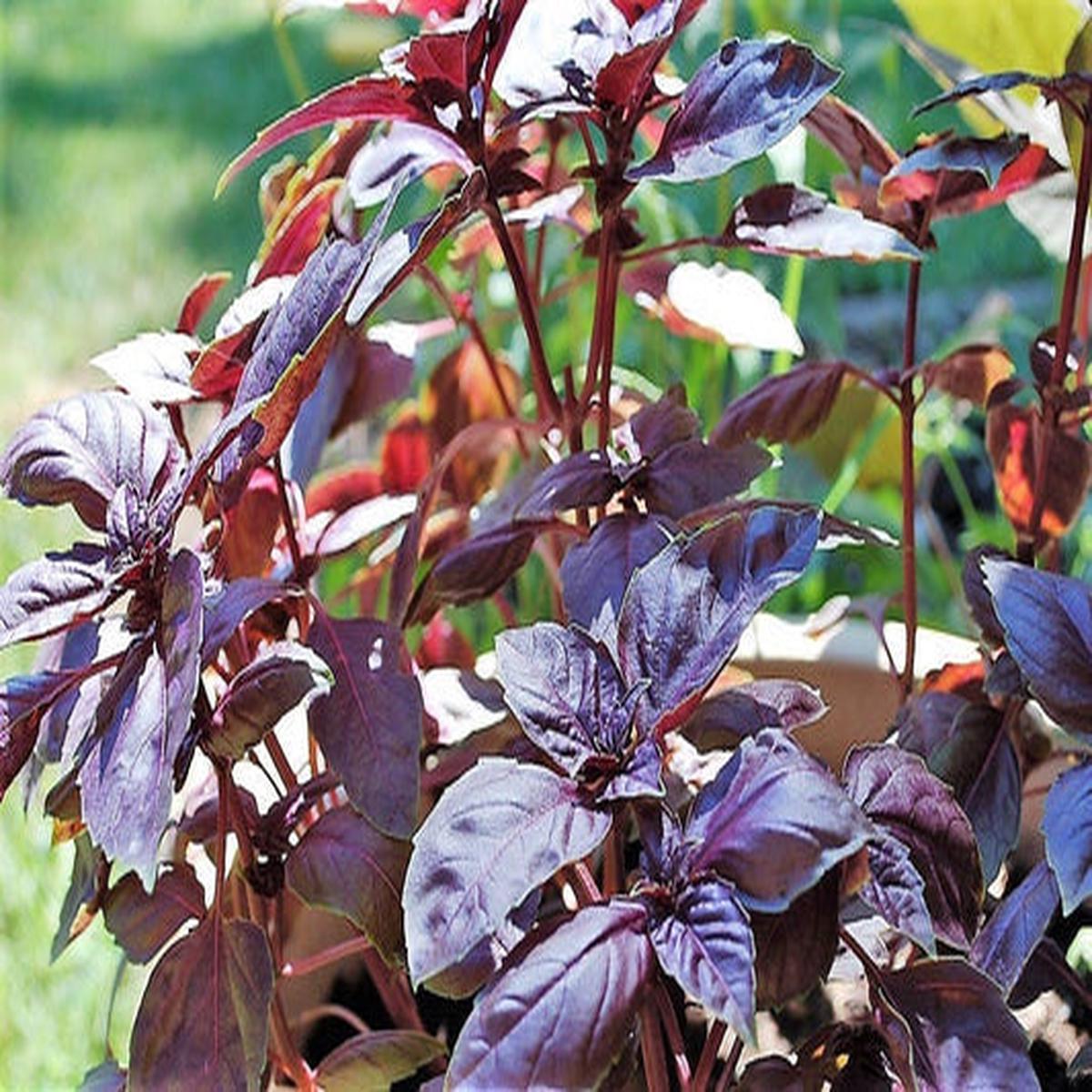 Red Rubin Basil (Ocimum basilicum Purpurascens)  500 Pcs Spicy Herb Seeds with White & Lavender Flowers