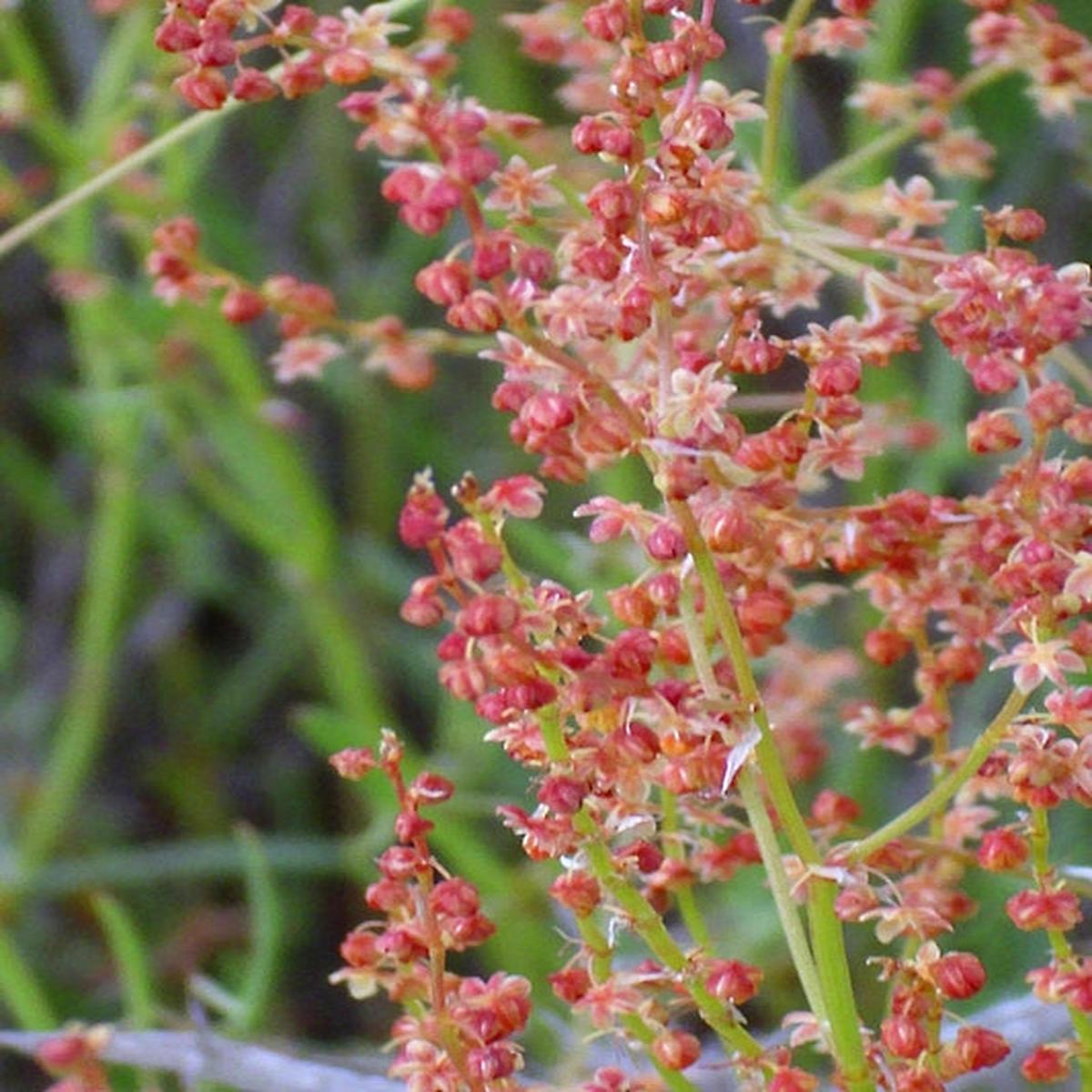 Sheep Sorrel (Rumex acetosella) - 100 Red Field Sorrel Sour Weed Herb Flower Seeds