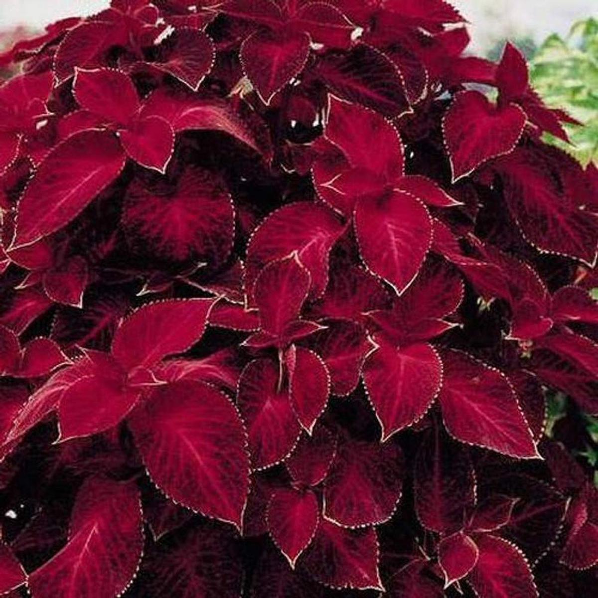 Velvet Red Coleus Herb Seeds for Planting  Heirloom, Non-GMO, Shade Tolerant, Easy to Grow