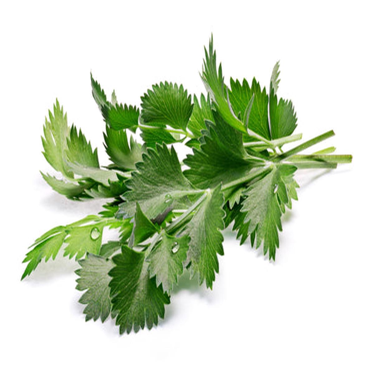 White Anise (Pimpinella anisum) - Herb Flower Seeds