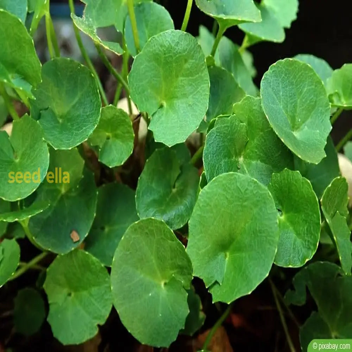 Centella Asiatica Seeds for Planting | Grow Your Own