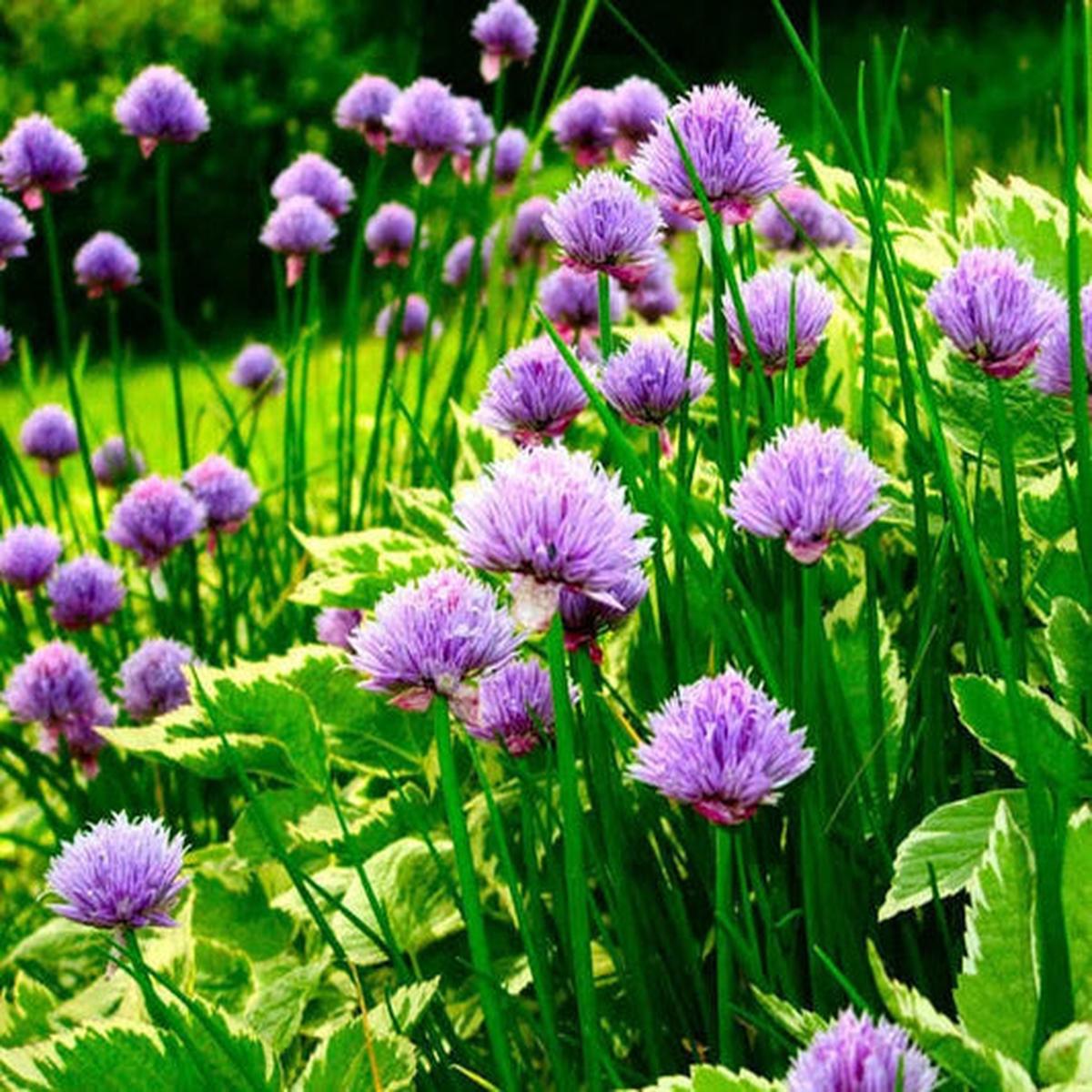 Chive (Allium schoenoprasum) Seeds