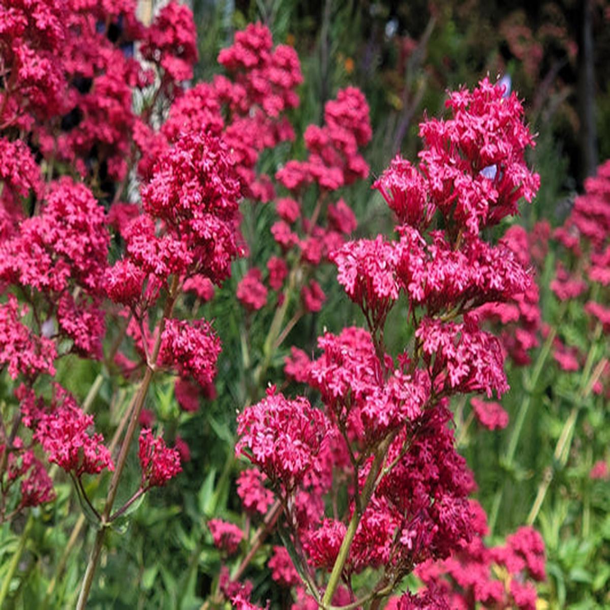 Red Jupiter's Beard (Centranthus ruber) Flower Seeds