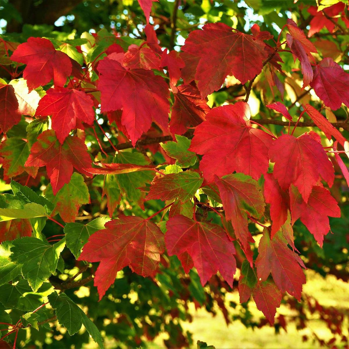 Red Maple 'October Glory' Herb Seeds for Planting  Heirloom, Non-GMO, Easy to Grow, Fall Color