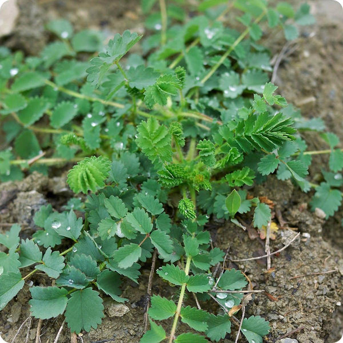 Salad Burnet Seeds (Sanguisorba minor)