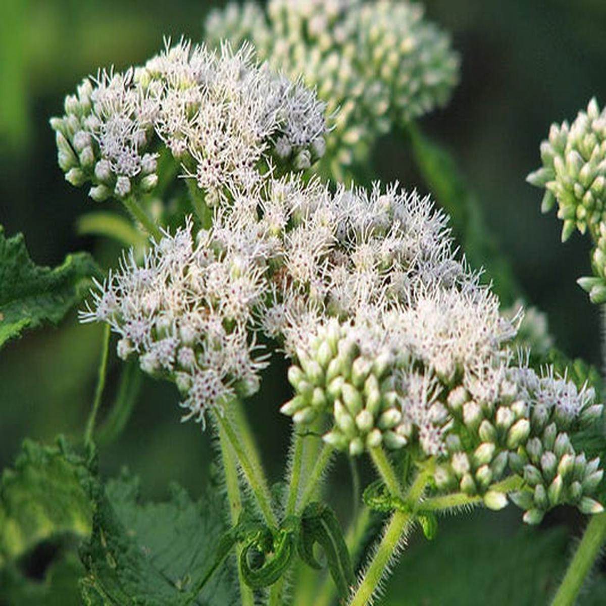 Tall White Boneset (Eupatorium perfoliatum) Thoroughwort Flower Seeds