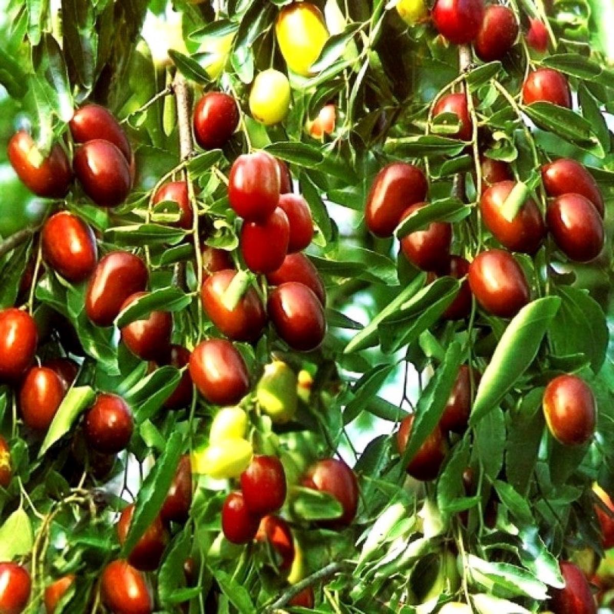 Ziziphus Mauritiana Fruit Seeds for Planting - Seed for Thriving Jujube Trees in Your Garden