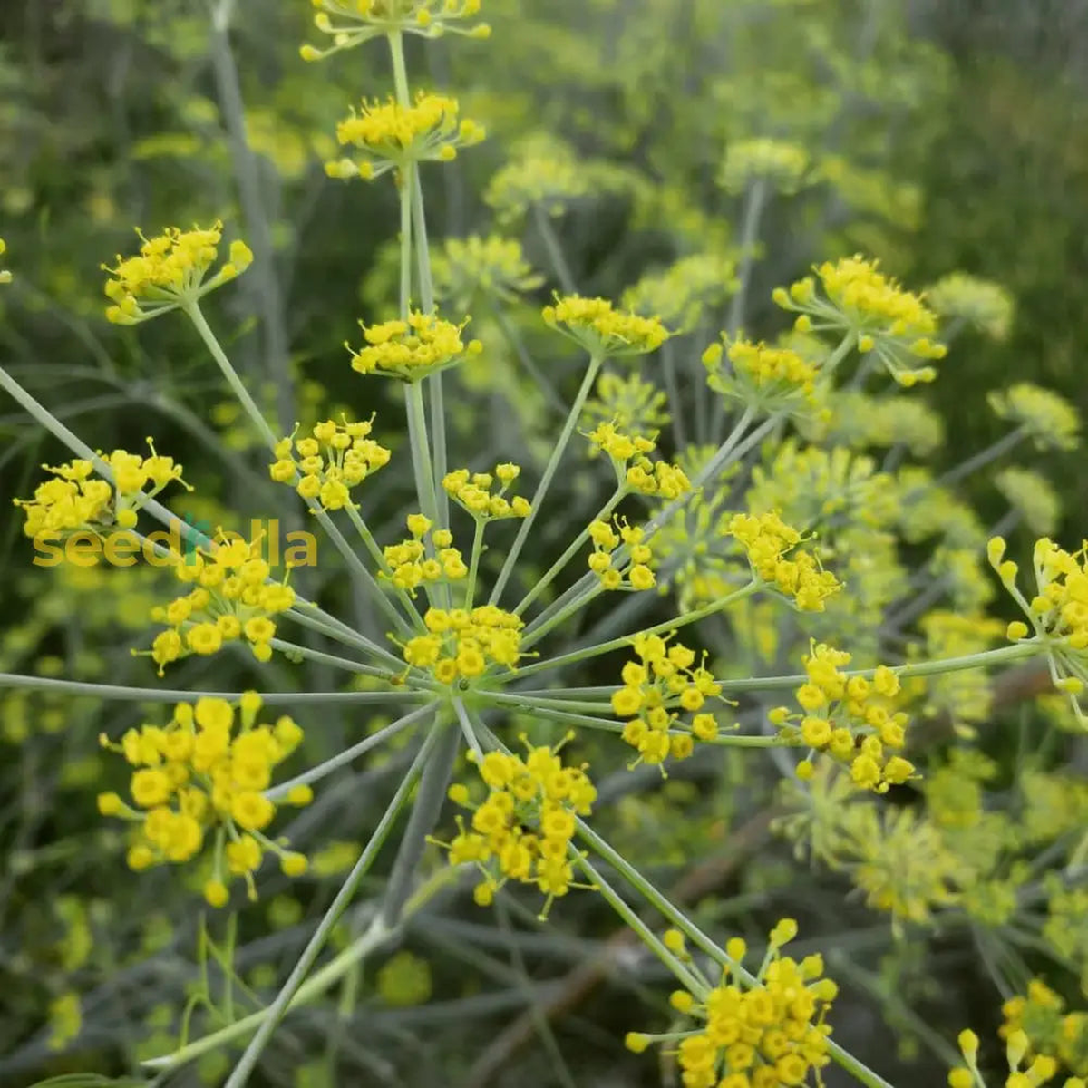 Anise Flower Planting Seeds for Home Gardens