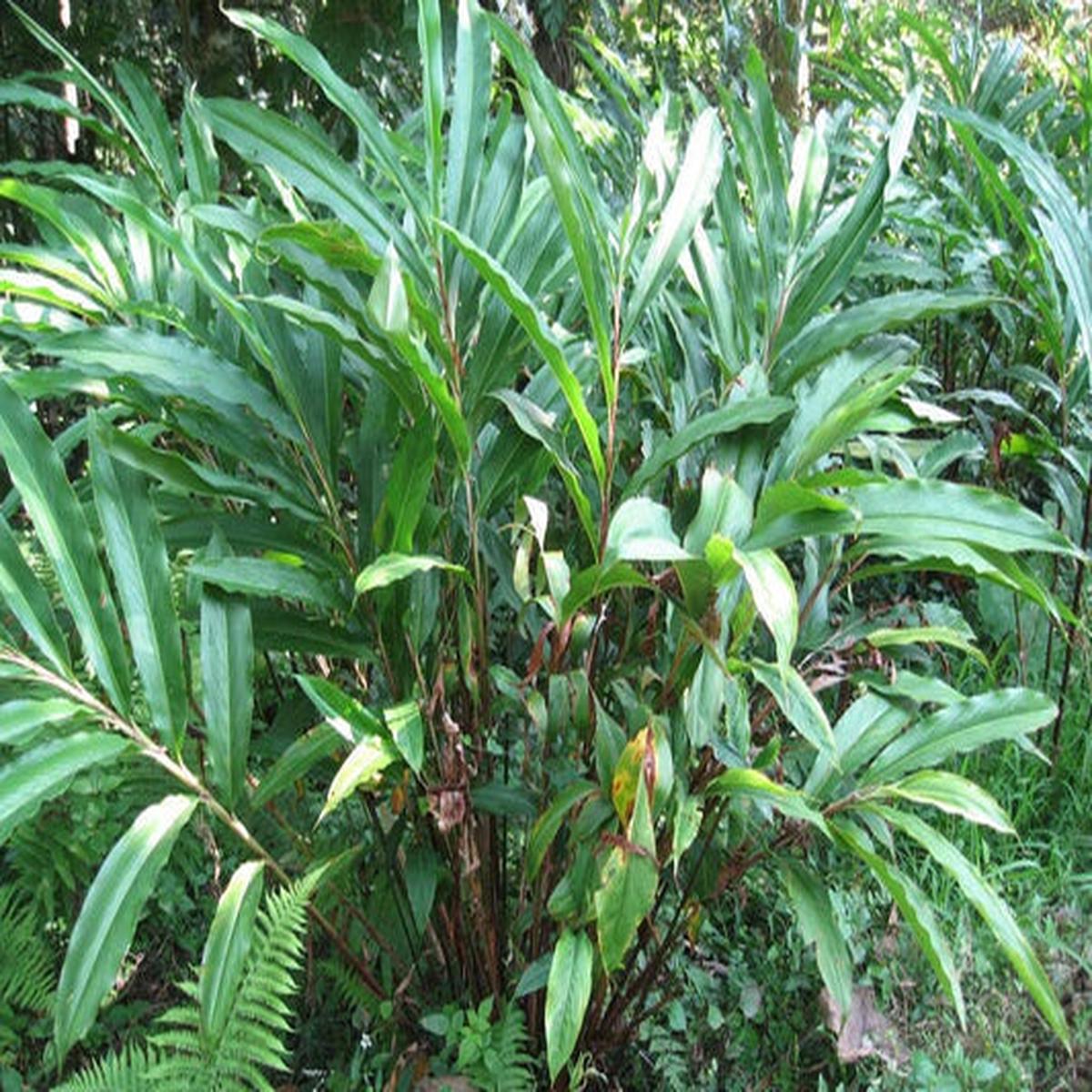 Cardamom (Elettaria cardamomum) Herb Flower Shrub Tree Seeds