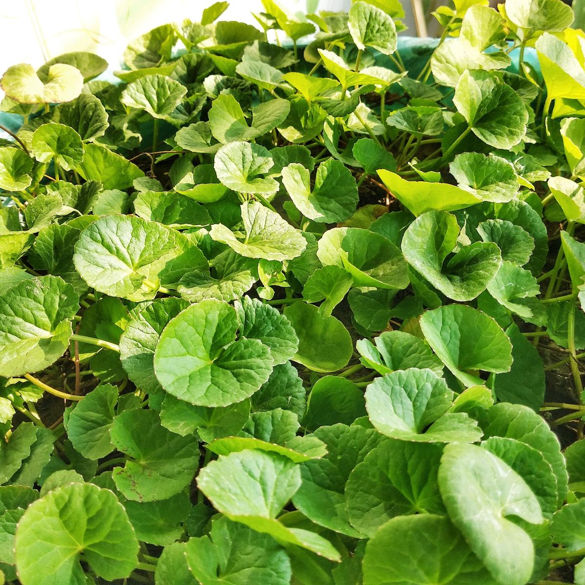 Centella Asiatica Gotu Kola Herb Seeds for Planting  Heirloom, Non-GMO, Medicinal, Easy to Grow