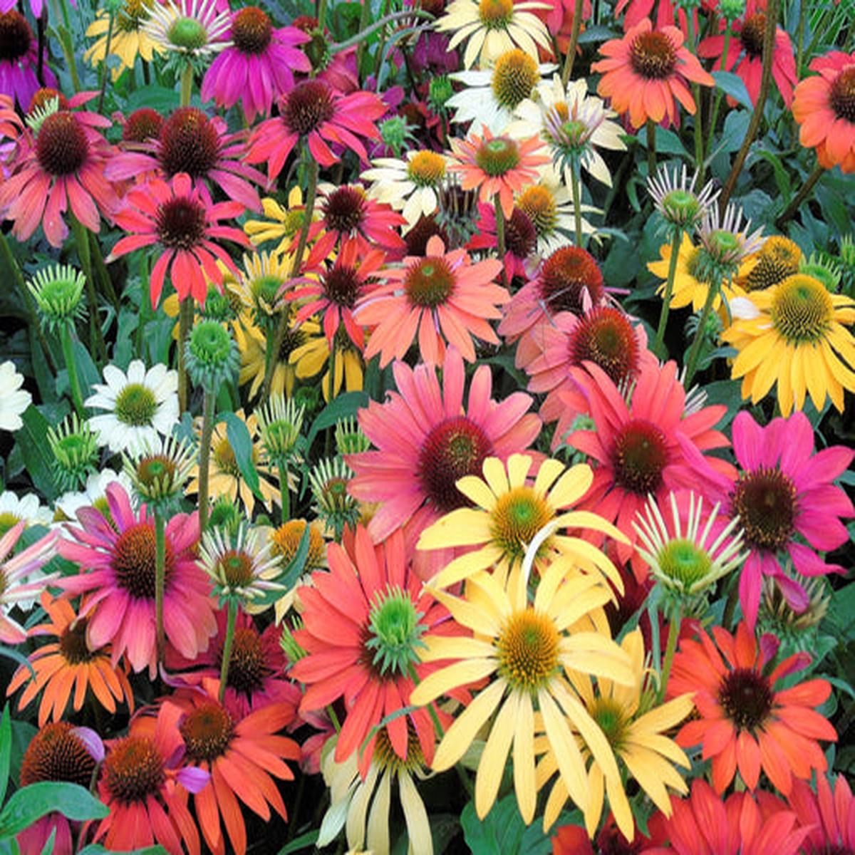 Cheyenne Spirit Coneflower (Echinacea) Herb Flower Seeds  Orange, Red, Yellow, Purple, Pink, White