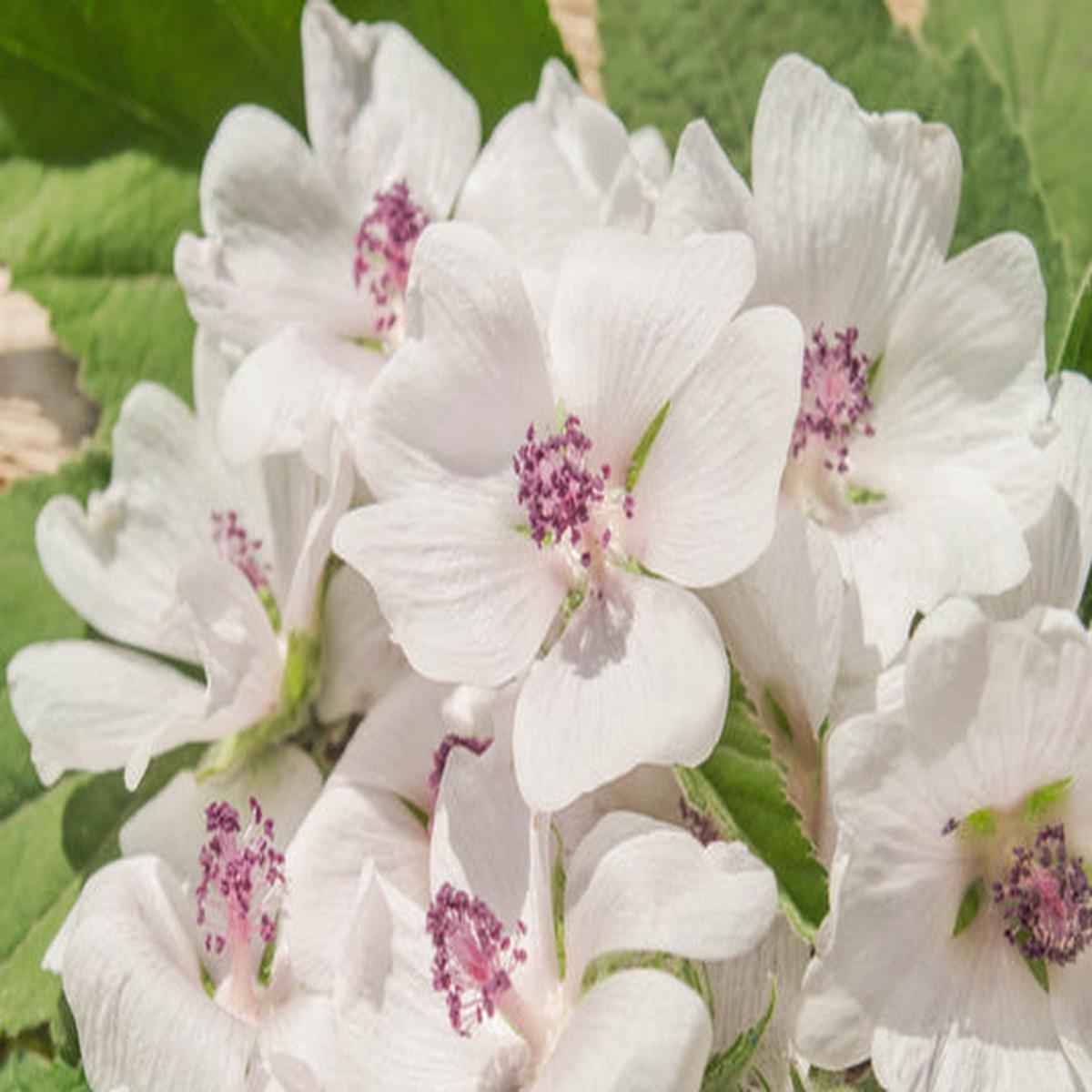 White Marshmallow (Althaea officinalis) Flower Seeds
