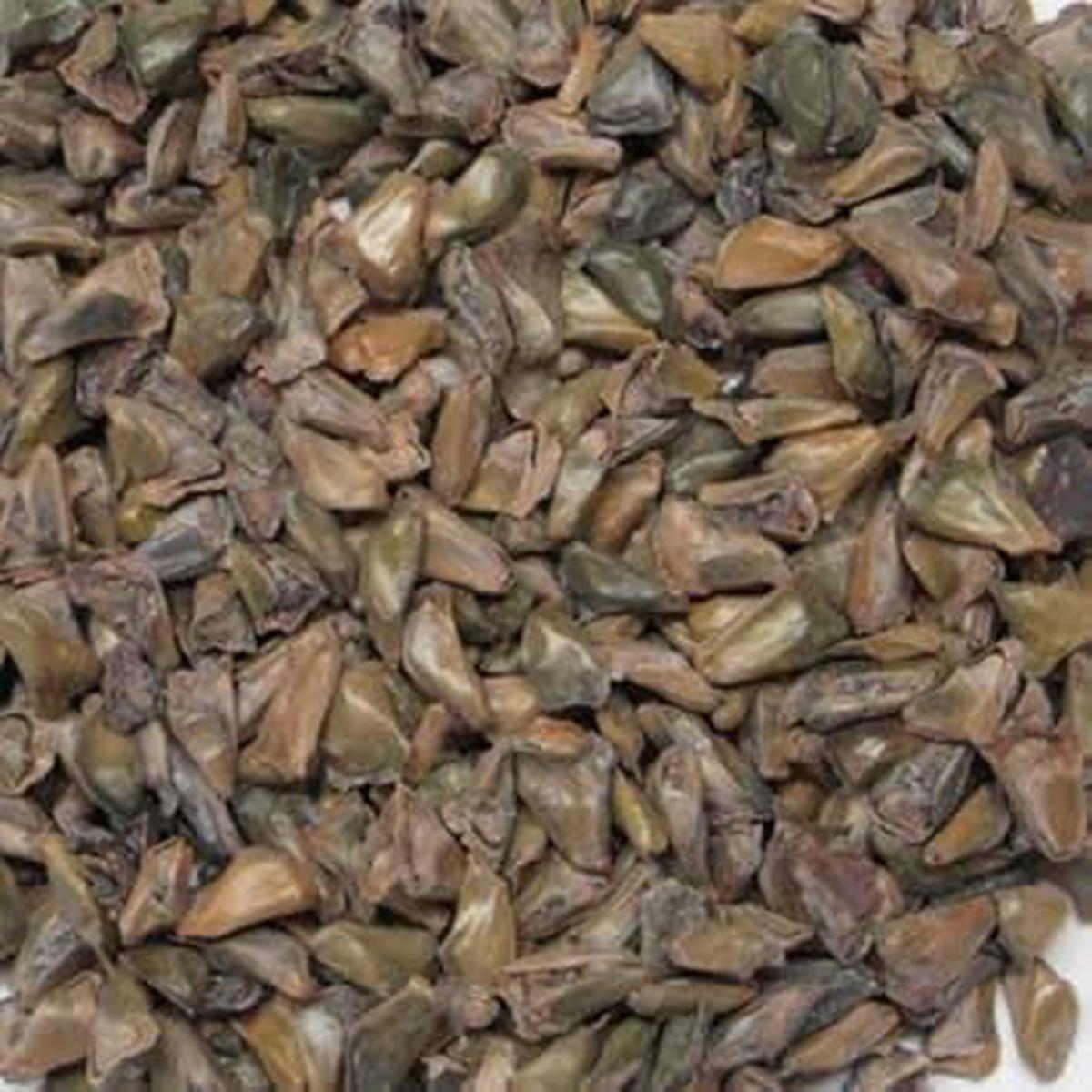 Abies Koreana Flower seeds for Planting - Shade Tolerant, Heirloom & GMO Free Seeds for Home Garden