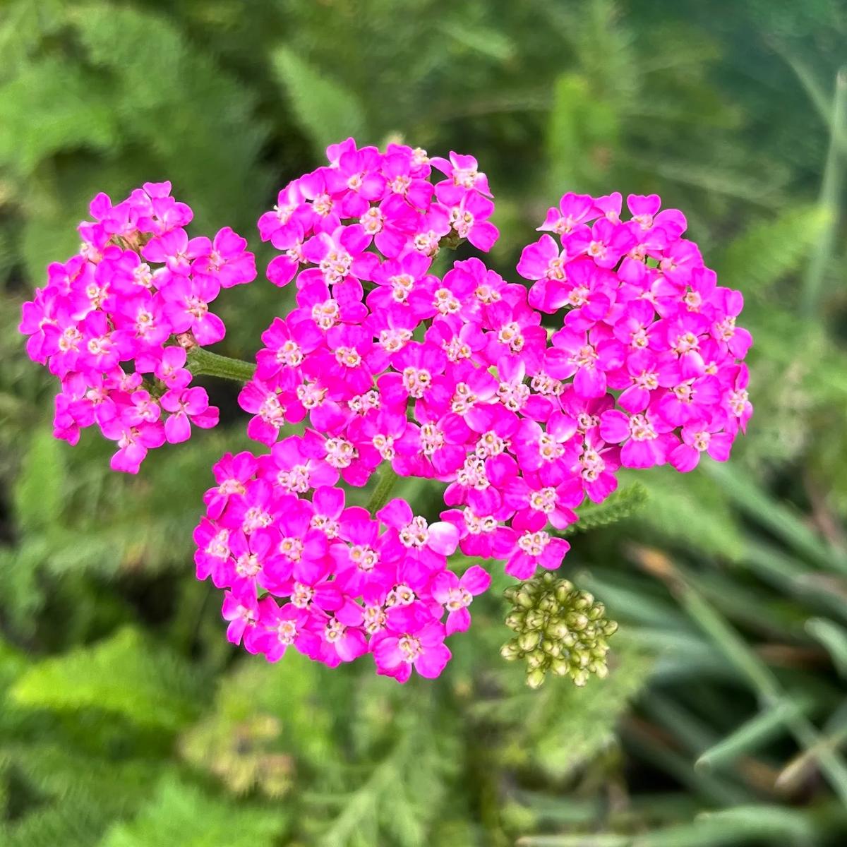 Achillea 'Autumn Finale' Seeds for Planting  Heirloom, Non-GMO, Yellow-Red, Fall-Blooming Perennial