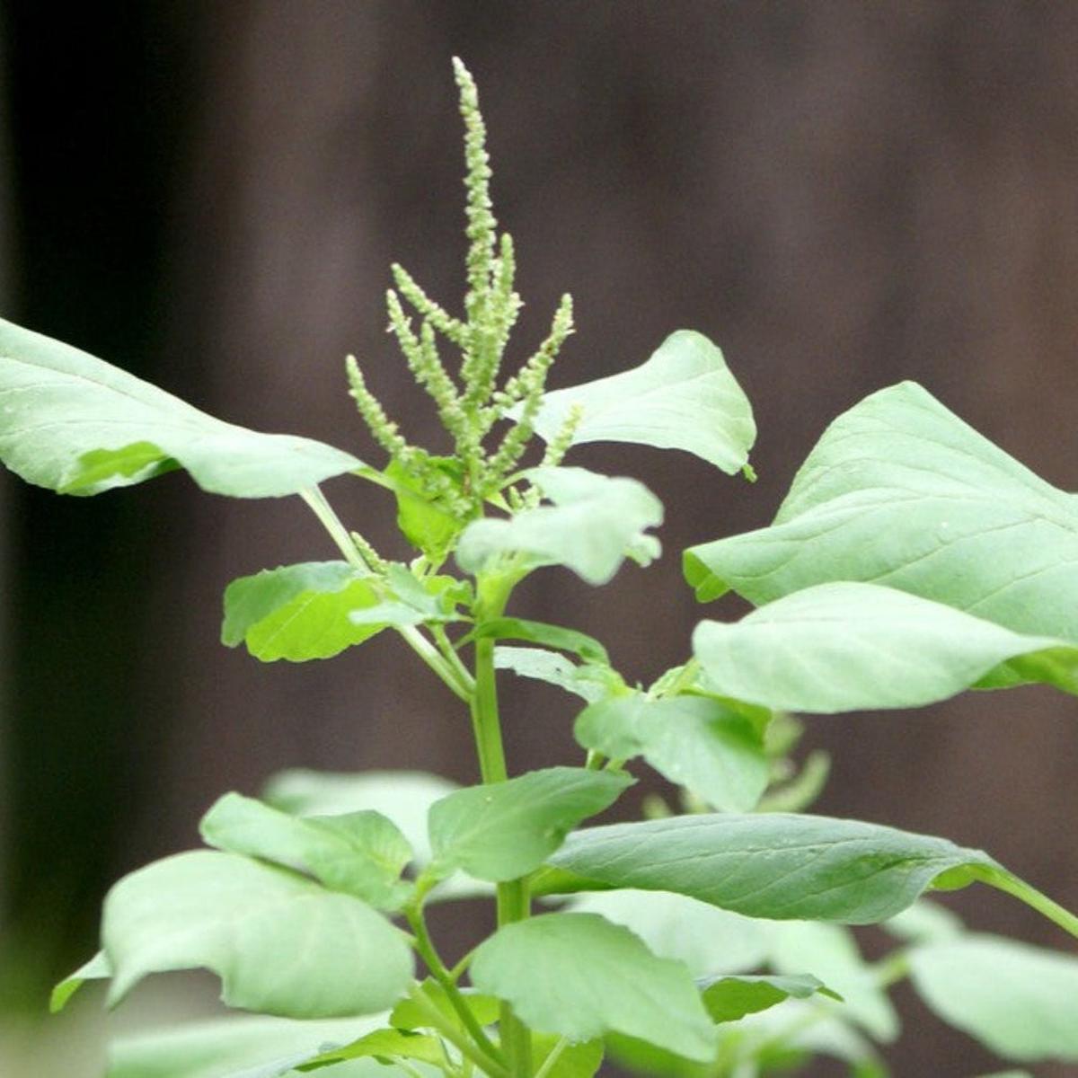 Amaranthus Oleraceus (Edible Green Amaranth) Seeds for Planting  Heirloom, Non-GMO, Nutritious, Leafy Green