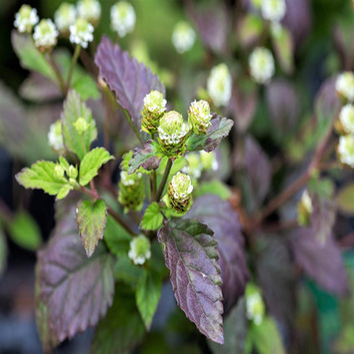 Aztec Sweet Herb (Lippia dulcis) - Honeyherb, Mayan Mint, Dulce Buttons, White Flower Seeds