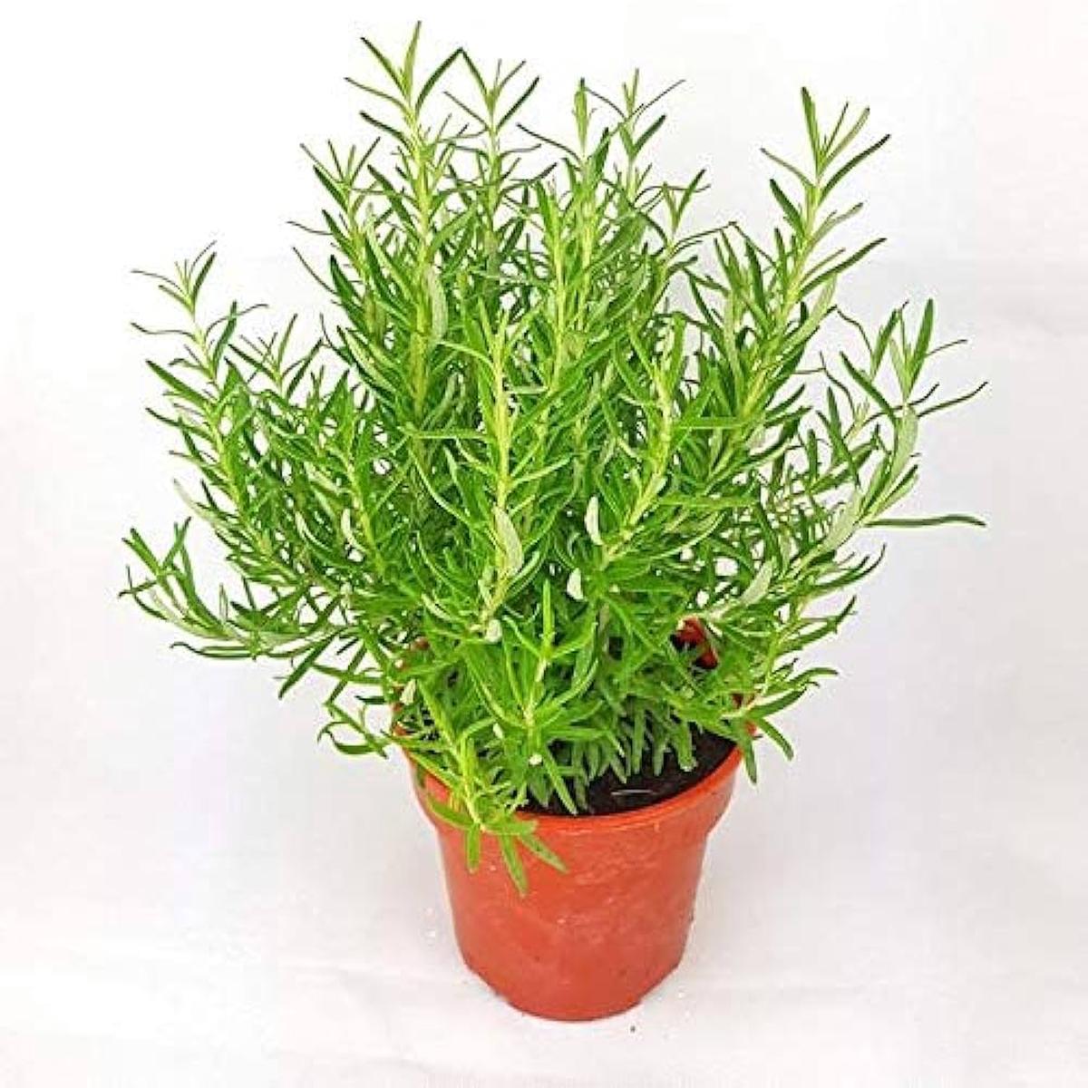 Rosmarinus Tree Seeds Planting for Aromatic Herb Gardens and Culinary Delights