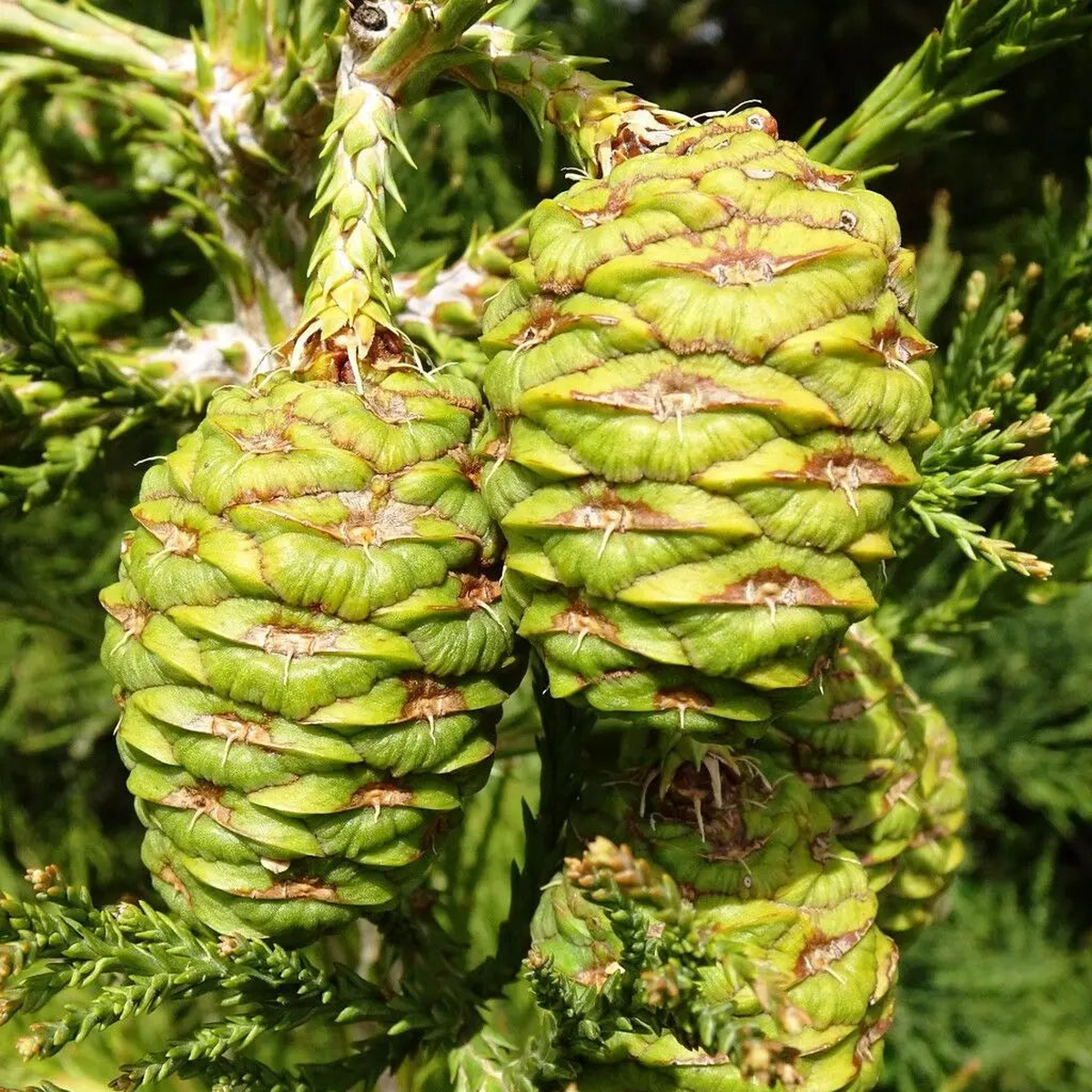 Sequoiadendron Giganteum (Giant Sequoia) Herb Seeds for Planting  Heirloom, Non-GMO, Perennial