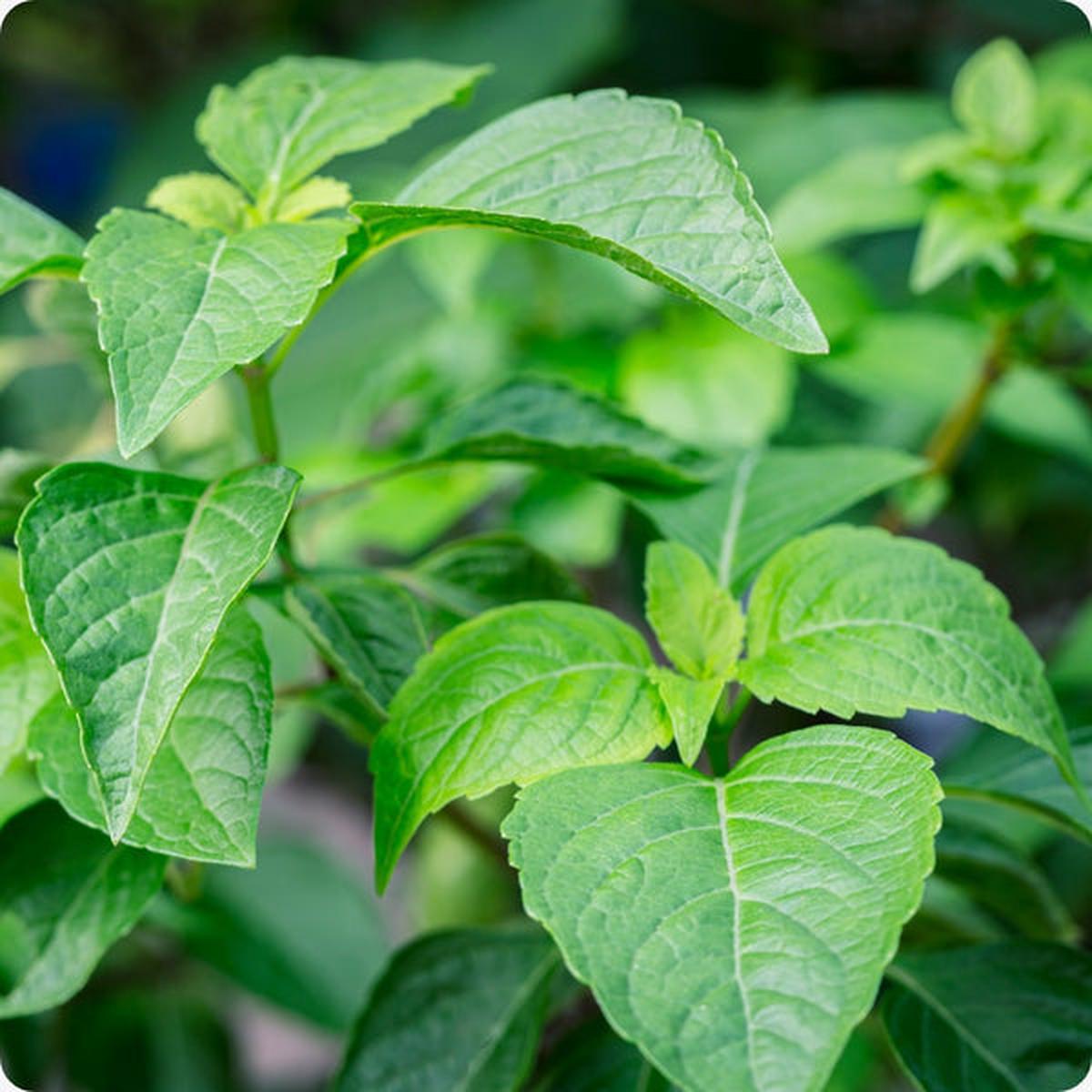 Tulsi Vana Basil (Ocimum gratissimum) Seeds