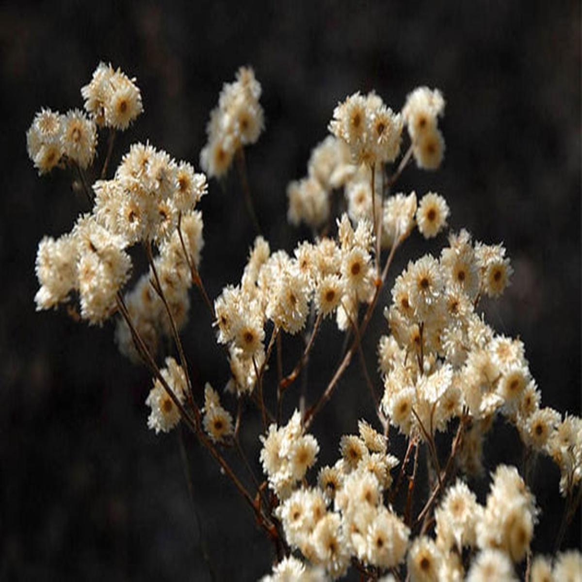 White Sweet Everlasting (Gnaphalium obtusifolium) Butterfly Flower Herb Seeds