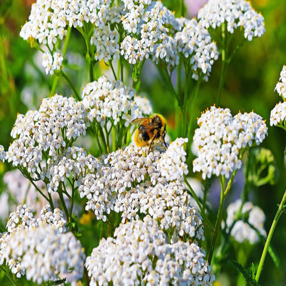 White Yarrow (Achillea millefolium)