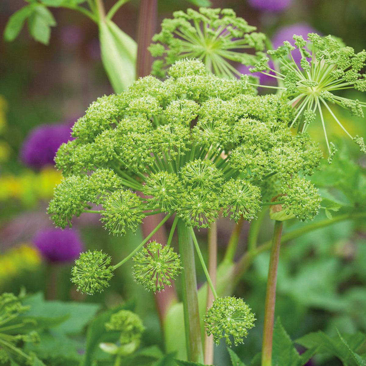 Angelica Herb Seeds for Planting  Heirloom, Non-GMO, Medicinal, Perennial