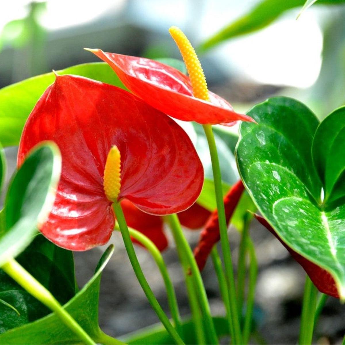 Anthurium Herb Seeds for Planting  Heirloom, Non-GMO, Easy to Grow, Perennial
