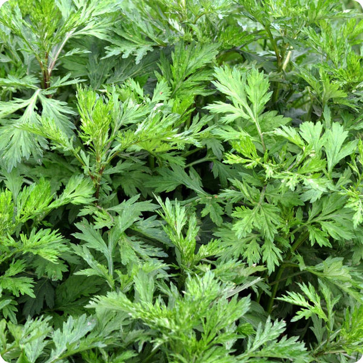 Artemisia Seeds - Mugwort (Artemisia vulgaris)
