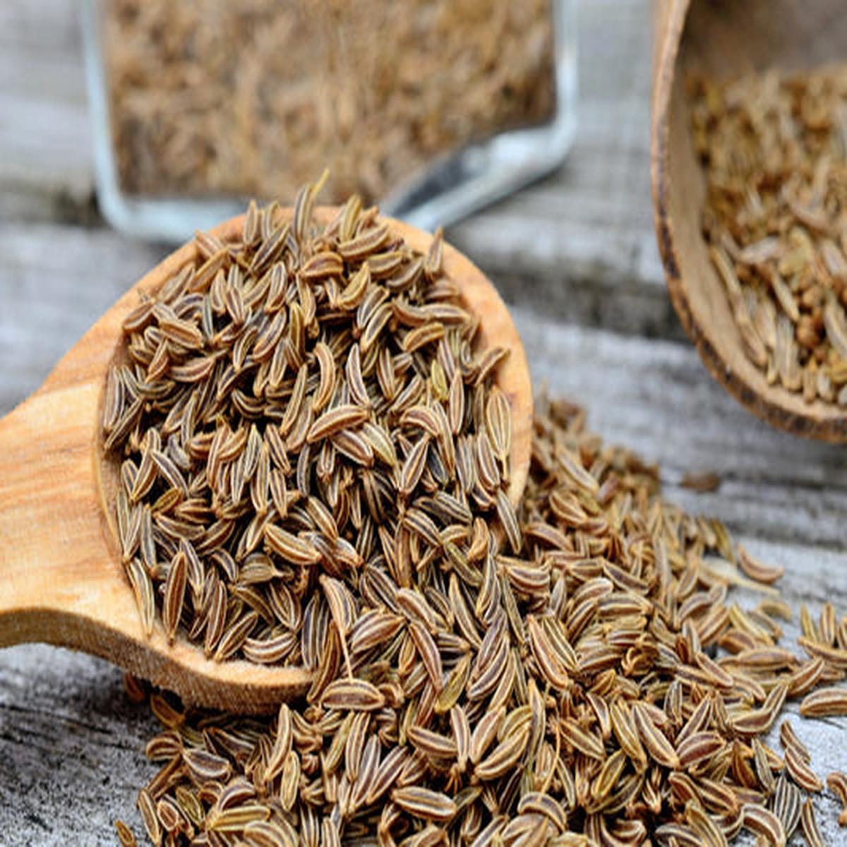Caraway (Carum carvi) Herb Flower Seeds