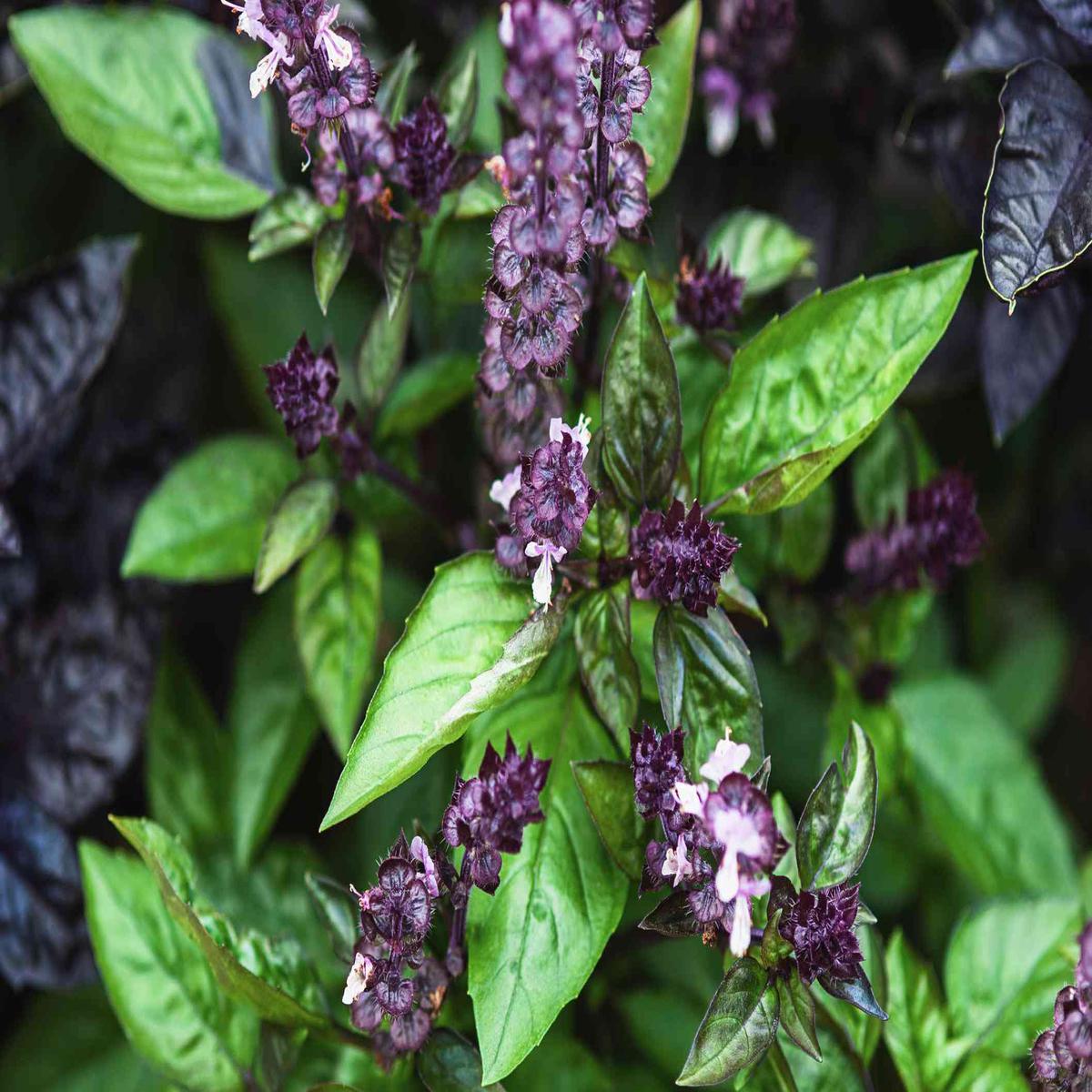 Cinnamon Basil Seeds for Planting Aromatic Herbs
