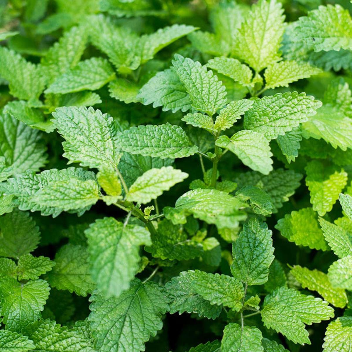 Citronella Lemon Balm (Melissa officinalis 'Citronella') Seeds