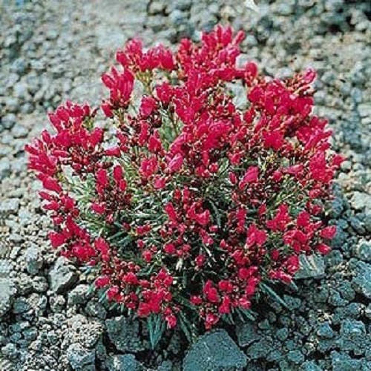Red Rock Purslane 'Ruby Tuesday' (Calandrinia umbellata) Flower Herb Seeds