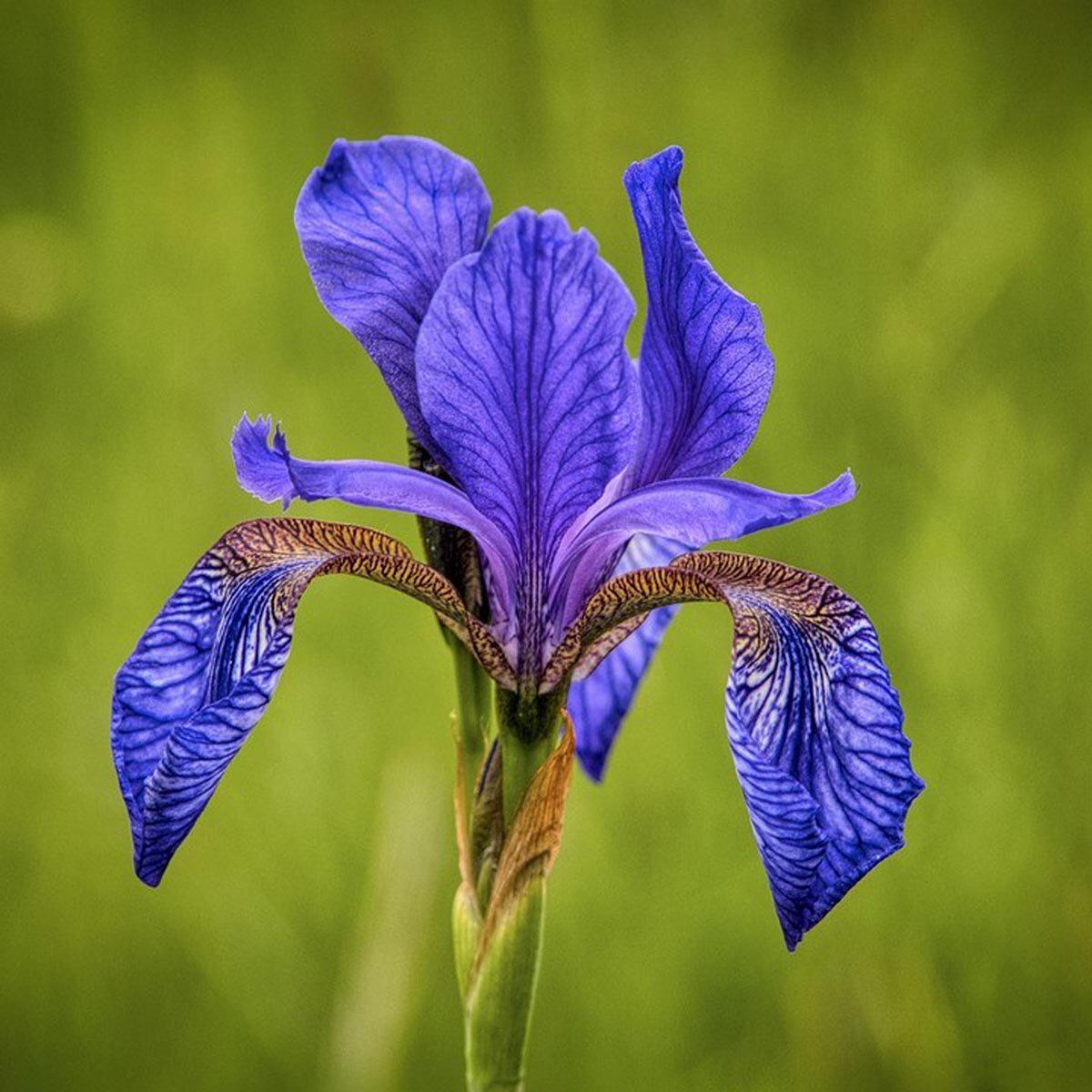 Siberian Iris Herb Seeds for Planting  Heirloom, Non-GMO, Perennial, Pollinator-Friendly