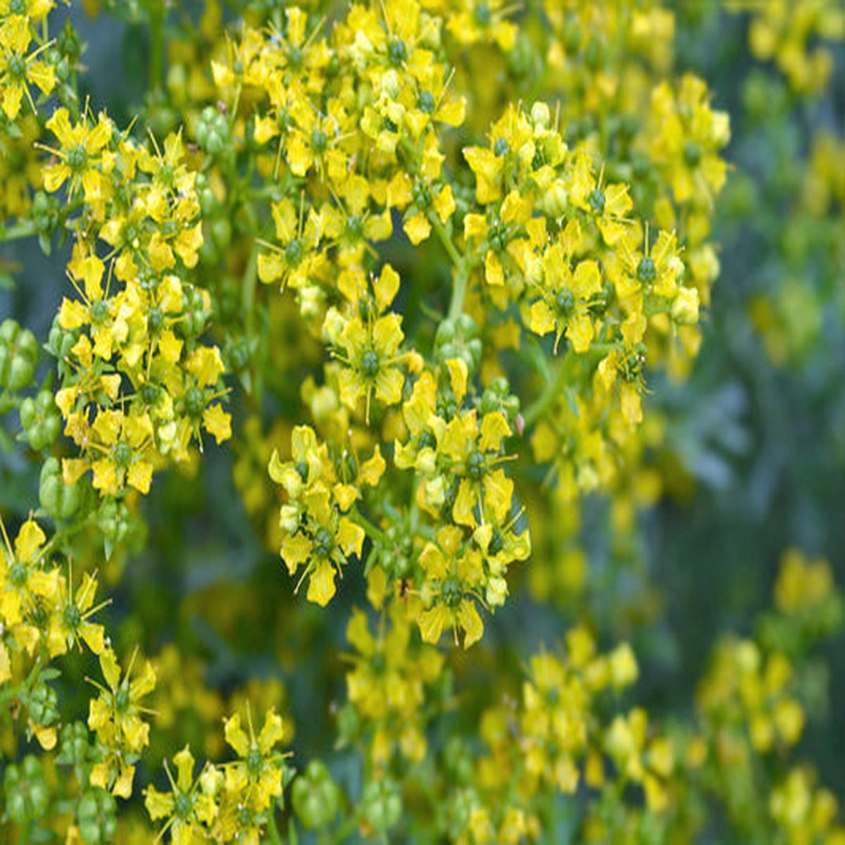 Yellow Rue (Ruta graveolens) - 50 Herb of Grace, Fragrant Evergreen Flower Seeds