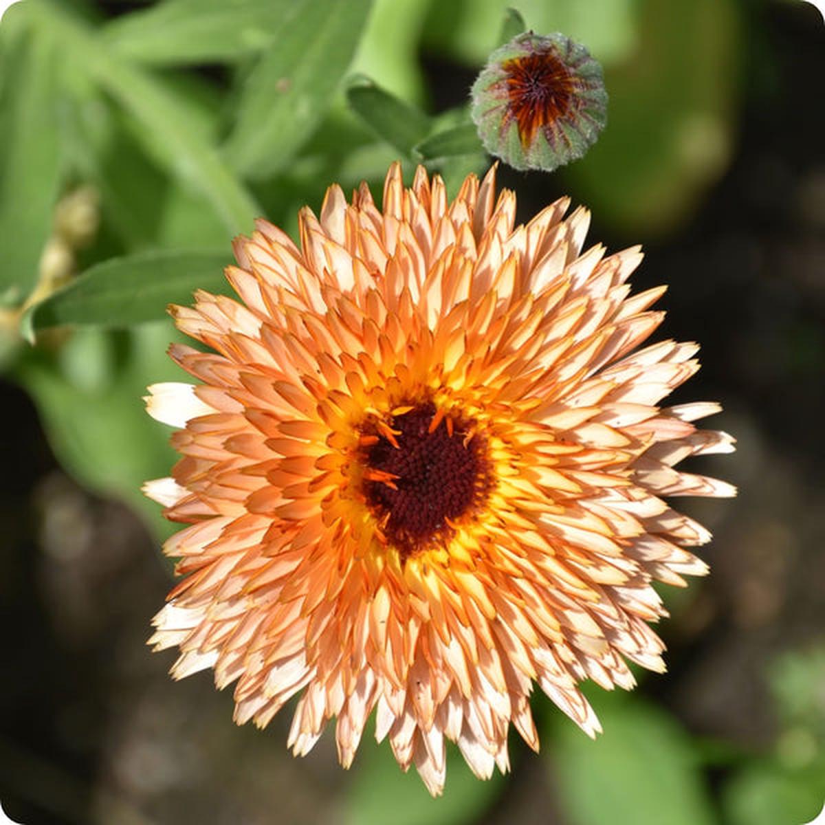 Calendula Seeds - Triangle Flashback (Calendula officinalis)