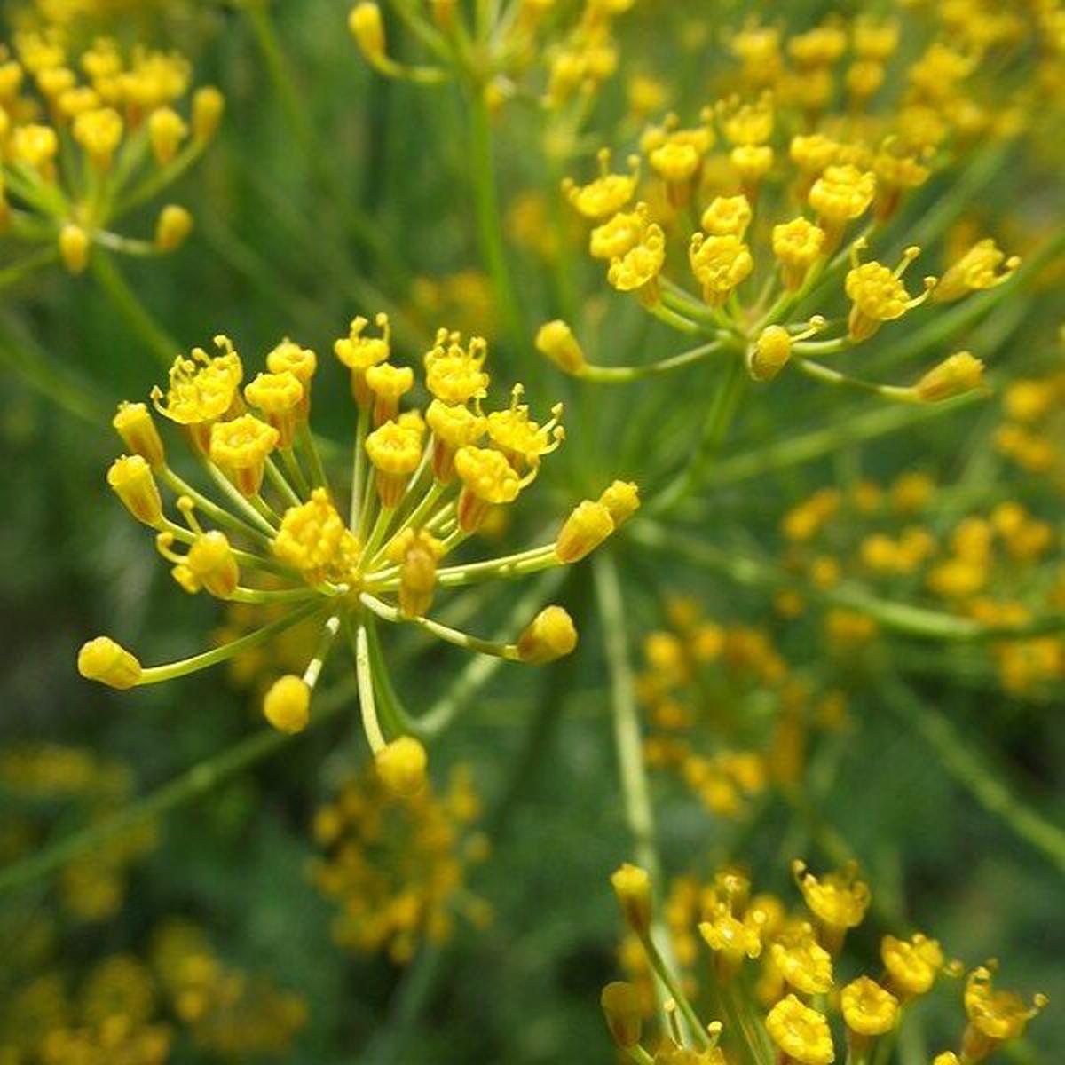 Vierling Dill Herb seeds Heirloom, Non-GMO seeds for Planting in Home Garden