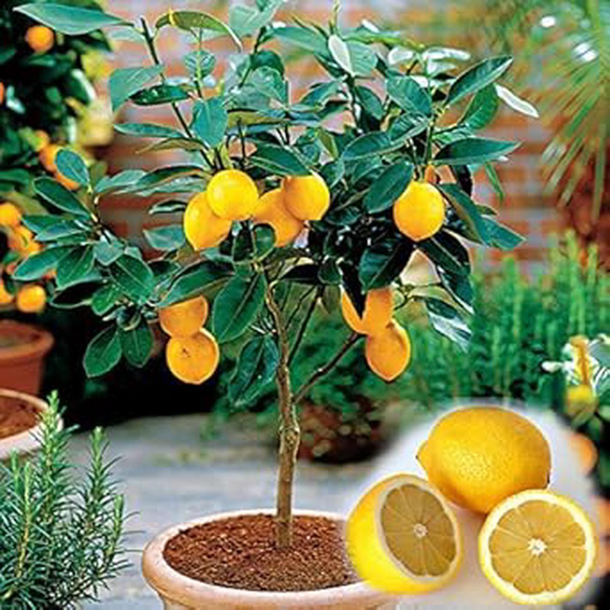 Yellow Citrus Lemon Tree Fruit Seeds for Planting  Heirloom, Non-GMO, Organic Garden Seeds with High Germination